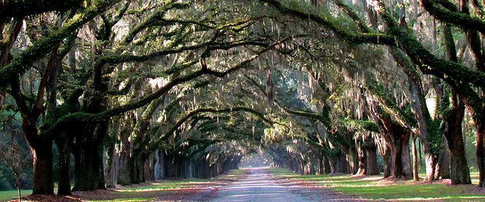 Fall in Love with the Heart of the Lowcountry